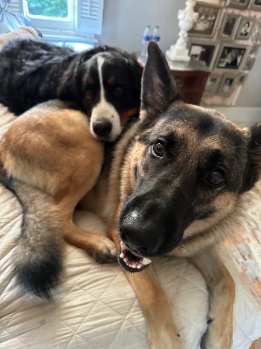 Image of Main Line Dog Care service in Haverford, Pennsylvania, United States