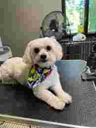 Image of Aloha Pet Sitting & Dog Walking service in Gainesville, Florida, United States Image of Aloha Pet Sitting & Dog Walking service in Gainesville, Florida, United States