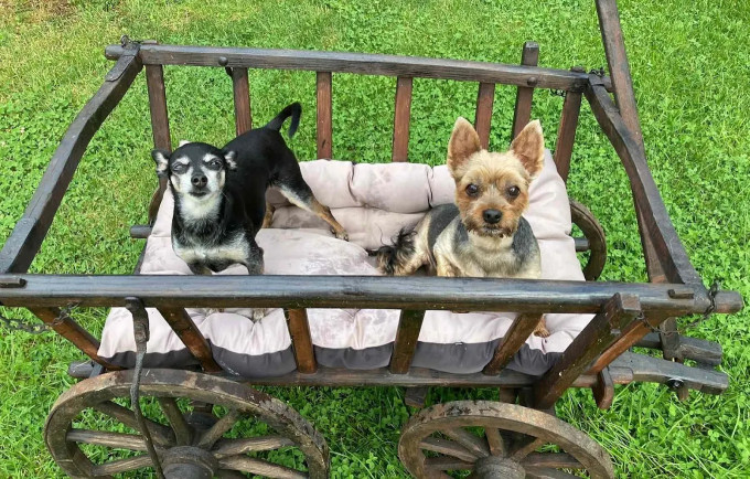 Image of Dogsitter-Leipzig service in Leipzig, Sachsen, Germany