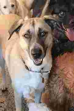 Image of Tails R Waggin Doggy Day Care service in Vancouver, Washington, United States