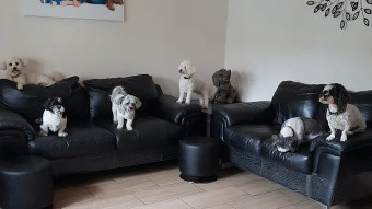 Image of Littledoggy Day Care & Home Boarding service in Pilsley, England, United Kingdom