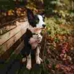 Image of Dog Trainer Lea service in North Vancouver, British Columbia, Canada Image of Dog Trainer Lea service in North Vancouver, British Columbia, Canada