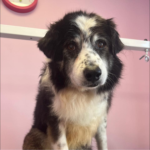 Image of Dog Grooming by Shannon service in Middleton, England, United Kingdom