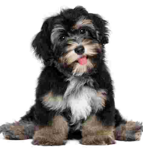 Image of Alpha K9 U, LLC service in Fishers, Indiana, United States