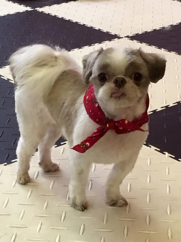 Image of Big Daddy Doggie Daycare service in Middlesex County, Massachusetts, United States
