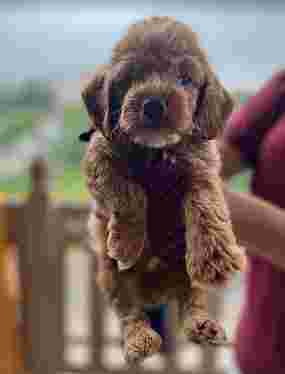 Image of We Love Pet Shop service in Noida, Uttar Pradesh, India