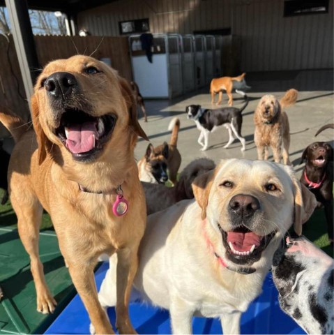 Image of Central Kentucky Pet Resort service in Georgetown, California, United States Image of Central Kentucky Pet Resort service in Georgetown, California, United States