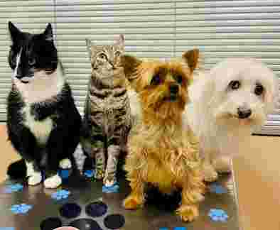 Image of CLÍNICA VETERINÀRIA SANT ANDREU - Via de l'Esport service in Sant Andreu de la Barca, Barcelona, Spain
