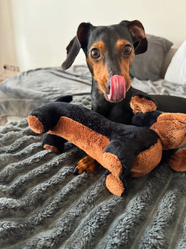 Image of Pets at Home Meanwood service in Leeds, England, United Kingdom