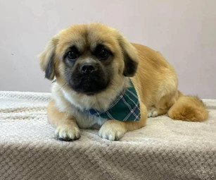 Image of Vanity Fur Dog Groomer Sheffield service in Sheffield, England, United Kingdom