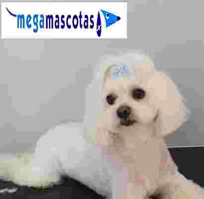 Image of Megamascotas service in Molina de Segura, Murcia, Spain