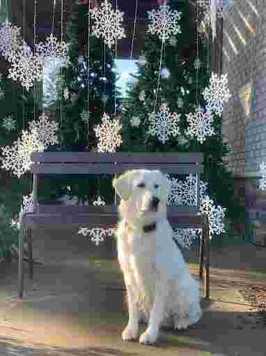 Image of Ty the Dog Guy service in Fremont, California, United States Image of Ty the Dog Guy service in Fremont, California, United States