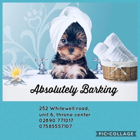 Image of Absolutely Barking service in Belfast, Northern Ireland, United Kingdom