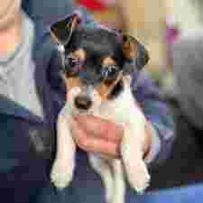 Image of High Farm Boarding Kennels service in Old Whittington, England, United Kingdom