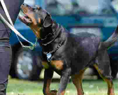 Image of The Professional Dog Walkers and Pet Sitters service in Fort Lauderdale, Florida, United States Image of The Professional Dog Walkers and Pet Sitters service in Fort Lauderdale, Florida, United States