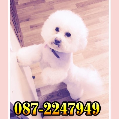 Image of Julie Curtin Dog Grooming & self wash & dog accessories service in Cork, Cork, Ireland Image of Julie Curtin Dog Grooming & self wash & dog accessories service in Cork, Cork, Ireland