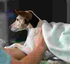 Image of Veterinari Bologna service in Bologna, Bologna, Italy