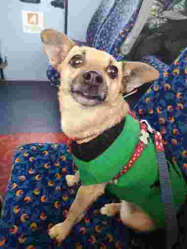 Image of Animal Trust Vets CIC - Birkenhead service in Birkenhead, England, United Kingdom