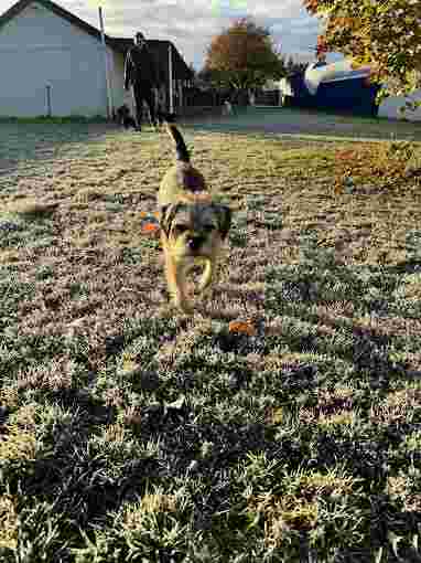 Image of Top Notch Boarding Kennels service in Lincoln, Canterbury, New Zealand