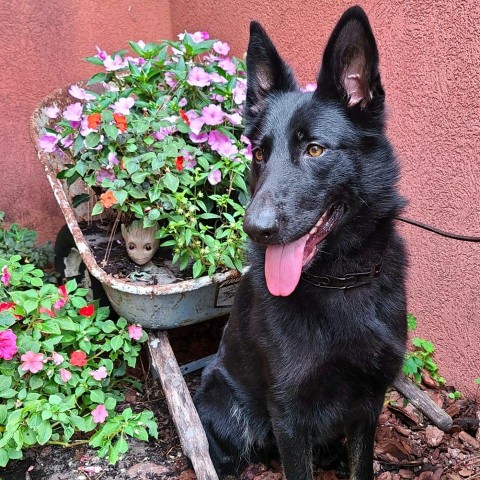 Image of T3 K-9 Obedience and Protection service in St. Augustine, Florida, United States Image of T3 K-9 Obedience and Protection service in St. Augustine, Florida, United States