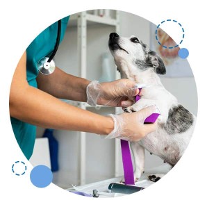 Image of Centro Medico Veterinario Qui La Zampa service in Napoli, Campania, Italy