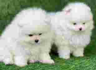 Image of BREVO AND BUNNY PET SHOP service in New Delhi, Delhi, India