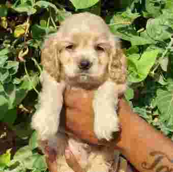 Image of Dogs Paradise: pet shops in south Delhi - Best Dog Shop in Delhi service in New Delhi, Delhi, India