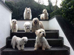 Image of Hundestudio Susanne Rohrer service in Koln, Nordrhein-Westfalen, Germany