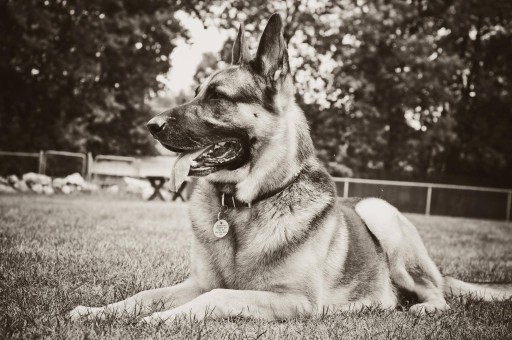 Image of Stonehill Kennels service in Genesee County, Michigan, United States