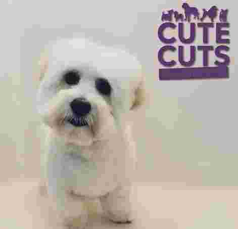 Image of Cute Cuts Dog Grooming service in Stoke-on-Trent, England, United Kingdom