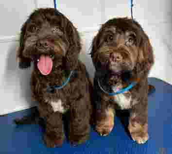 Image of Mobile Dog Salon service in Sheffield, England, United Kingdom