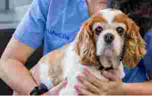 Image of Prairie Veterinary Diagnostic Imaging service in Saskatoon, Saskatchewan, Canada