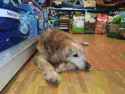 Image of BTH Pet Supplies service in West Moors, England, United Kingdom