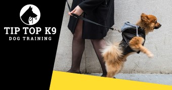 Image of Tip Top K9 - Oklahoma City, OK service in Oklahoma City, Oklahoma, United States Image of Tip Top K9 - Oklahoma City, OK service in Oklahoma City, Oklahoma, United States