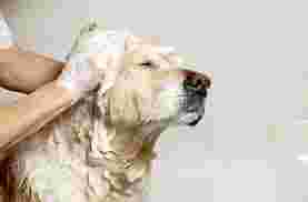 Image of Featherstone Kennel service in Cheshire County, New Hampshire, United States Image of Featherstone Kennel service in Cheshire County, New Hampshire, United States