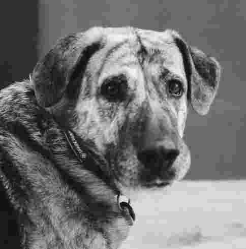 Image of Dog Village service in La Gineta, Castilla-La Mancha, Spain