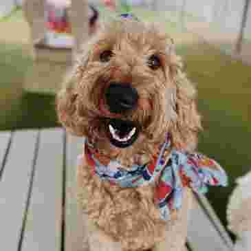 Image of Buddies daycare service in Half Moon, North Carolina, United States Image of Buddies daycare service in Half Moon, North Carolina, United States