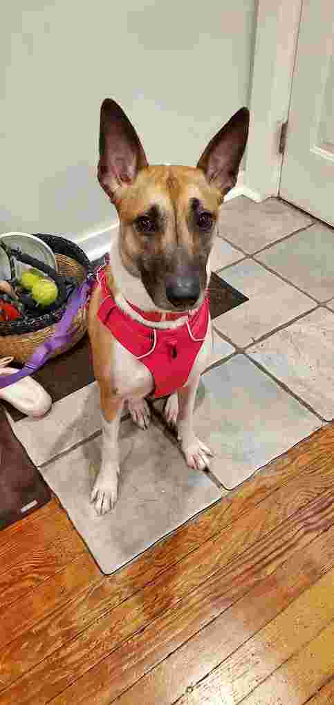 Image of Bugsy's Grooming service in Havertown, Pennsylvania, United States