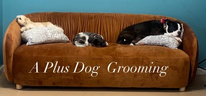 Image of A Plus Dog Grooming service in Martinez, California, United States Image of A Plus Dog Grooming service in Martinez, California, United States