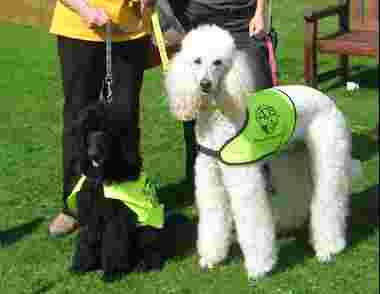 Image of Liverpool Dog Training service in Liverpool, England, United Kingdom