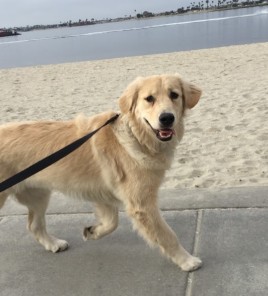 Image of Pacific Beach Pet Care service in San Diego, California, United States Image of Pacific Beach Pet Care service in San Diego, California, United States