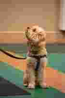 Image of Churnet Valley Dog Training service in Kingsley, England, United Kingdom