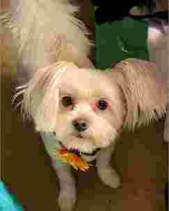 Image of Pampered Pet - Pittsburgh service in Pittsburgh, Pennsylvania, United States Image of Pampered Pet - Pittsburgh service in Pittsburgh, Pennsylvania, United States