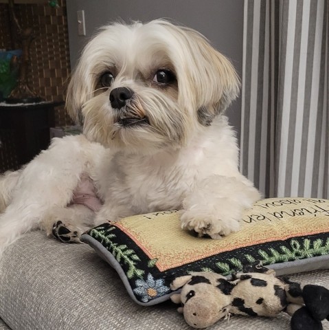 Image of Village Pet Pals service in West Palm Beach, Florida, United States Image of Village Pet Pals service in West Palm Beach, Florida, United States