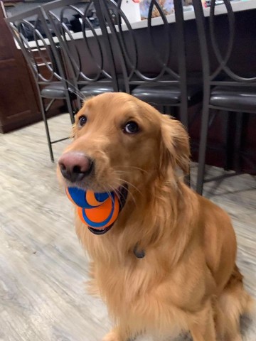 Image of Angela's Pet Care service in Auburn, Alabama, United States Image of Angela's Pet Care service in Auburn, Alabama, United States