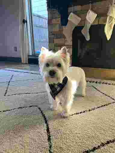 Image of Anna's Clip N Dip Dog Grooming service in Moore, Oklahoma, United States