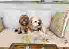 Image of Hundestudio Lina service in Wien, Wien, Austria