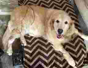 Image of Main Line Veterinary Integrative Practice LLC service in Wynnewood, Pennsylvania, United States