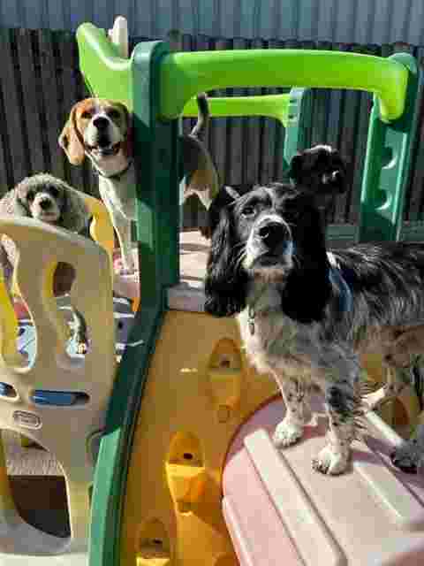Image of Springvale Canine Creche Ltd service in Rotherham, England, United Kingdom