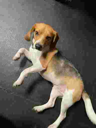 Image of 7 Paws A Week service in Hoffman Estates, Illinois, United States Image of 7 Paws A Week service in Hoffman Estates, Illinois, United States